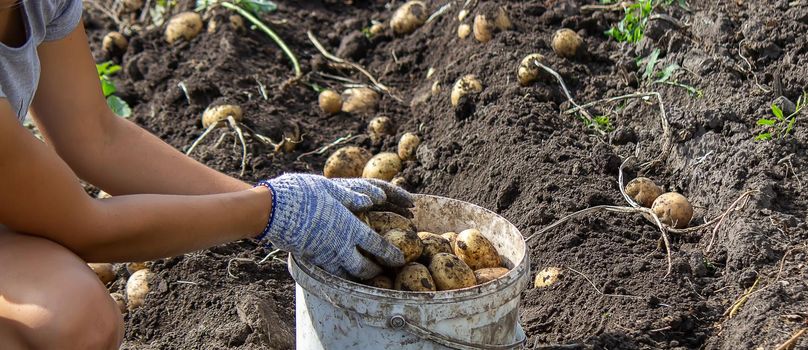 Potatoes grown in his garden. The farmer holds vegetables in his hands. Food. selective focus