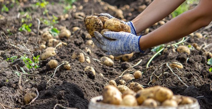 Potatoes grown in his garden. The farmer holds vegetables in his hands. Food. selective focus