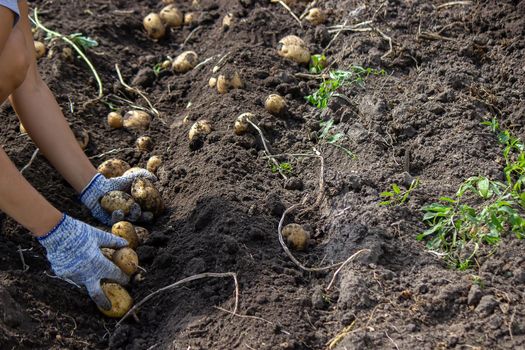 Potatoes grown in his garden. The farmer holds vegetables in his hands. Food. selective focus