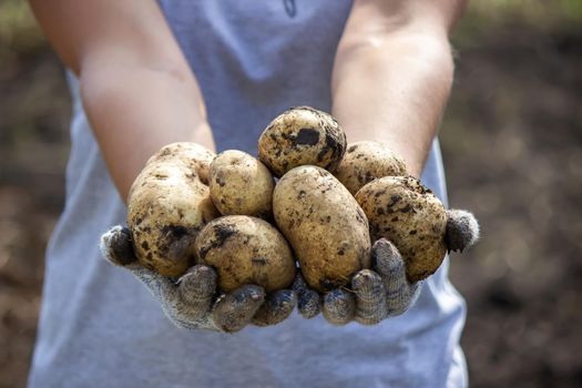 Potatoes grown in his garden. The farmer holds vegetables in his hands. Food. selective focus