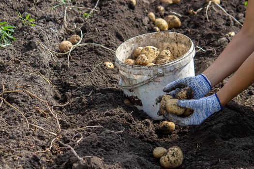 Potatoes grown in his garden. The farmer holds vegetables in his hands. Food. selective focus