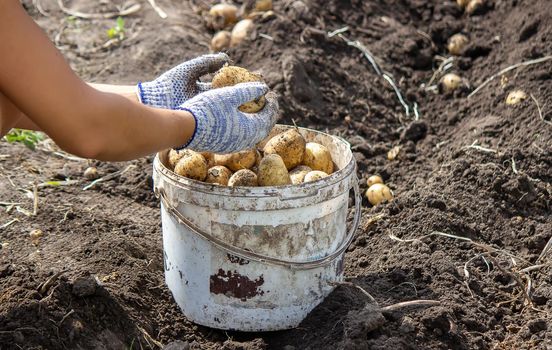 Potatoes grown in his garden. The farmer holds vegetables in his hands. Food. selective focus