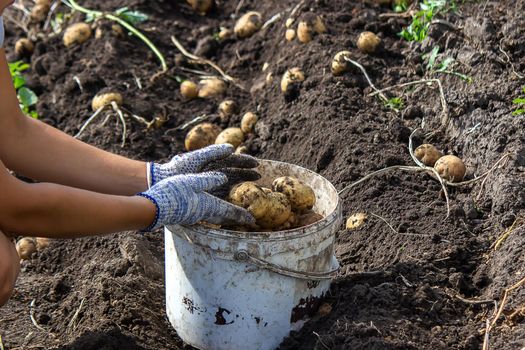 Potatoes grown in his garden. The farmer holds vegetables in his hands. Food. selective focus