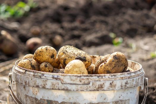 Potatoes grown in his garden. The farmer holds vegetables in his hands. Food. selective focus