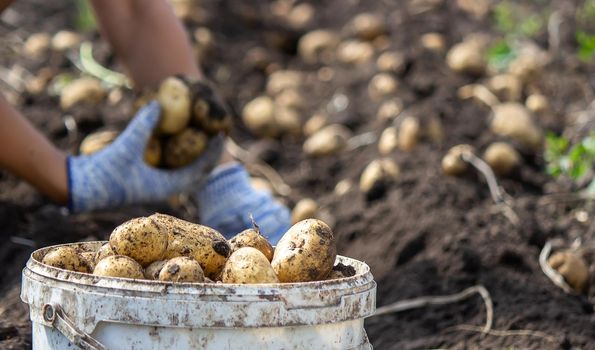 Potatoes grown in his garden. The farmer holds vegetables in his hands. Food. selective focus