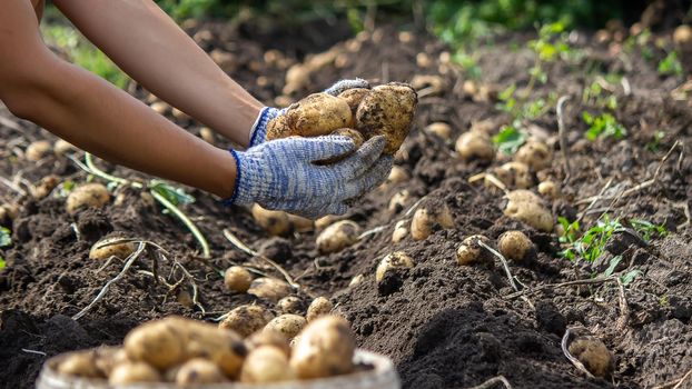 Potatoes grown in his garden. The farmer holds vegetables in his hands. Food. selective focus