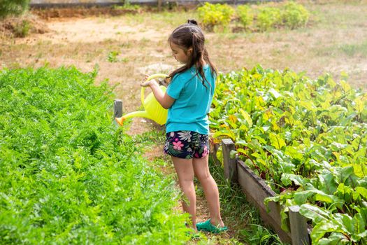 A little girl in a green t-shirt and shorts waters a green bed from a yellow watering can in the garden on a sunny day. Copy space. Back view