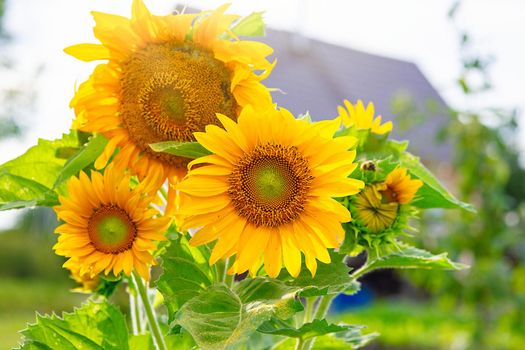 Beautiful sunflowers grows in the countryside. Copy space. Close up