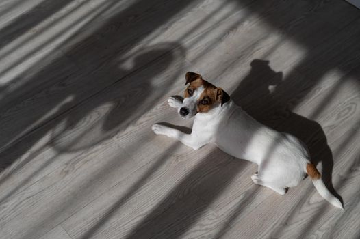 Jack russell terrier dog on the wooden floor. Shade from blinds and fan.