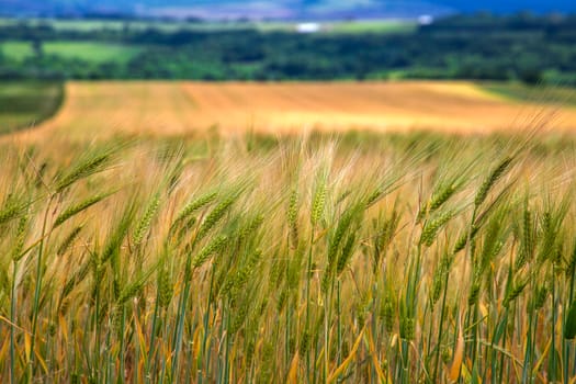 Wheatfield.Natural. Ears of wheat in the field, Blurred background. Agriculture and harvesting concept.