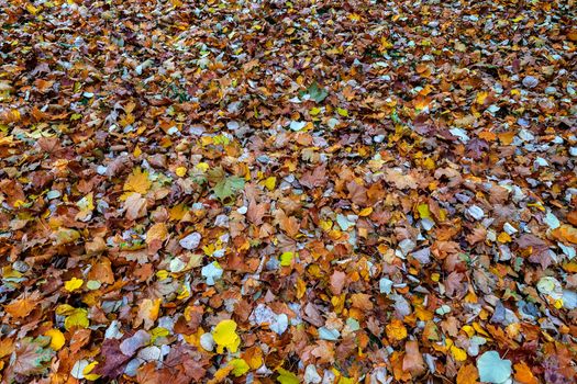 Colorful old autumn leaves. natural background. 