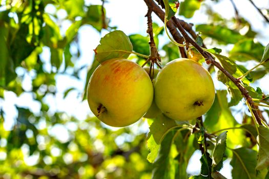 Ripe appetizing apples on an apple tree branch in the garden. Orchard with ripe apples on apple tree branches. 