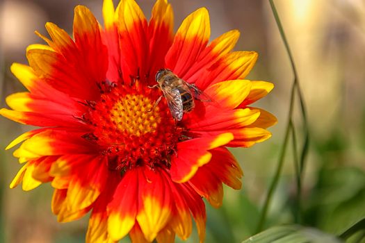 Springtime. Colorful close-up of a honey bee pollinating a bright red flower.