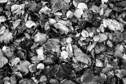 Old autumn leaves in black and white. Natural background. 