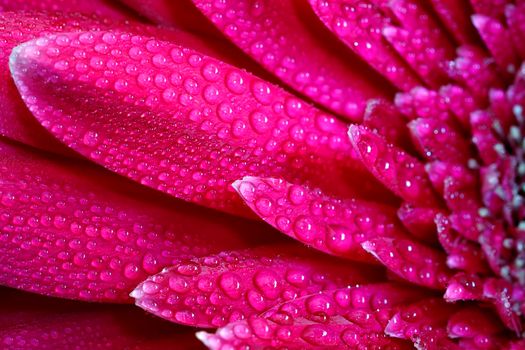 A close view of a beautiful red gerbera flower with water drops. Nature background