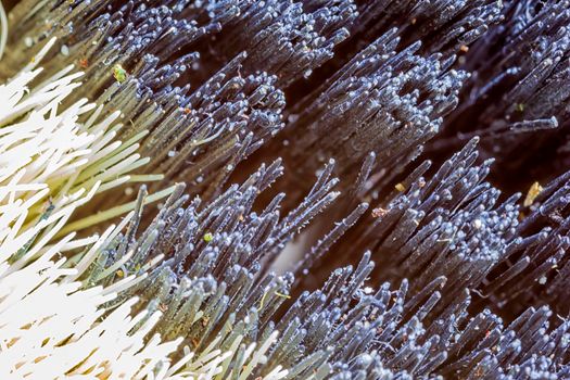 extreme macro of black and white brush hair