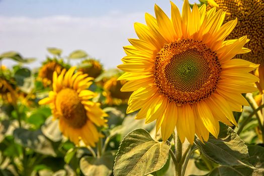 sunflower field under the blue sky and big sunflower close up. 