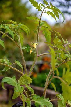 Fresh growing tomato flower and fruiting plant. Vertical view