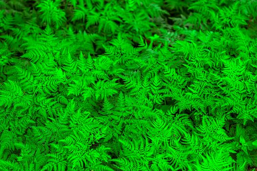 Top view of many ferns leaves. Nature background