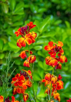 The brightly colored spring flowers of Erysimum cheiri (Cheiranthus) also known as the Wallflower. Vertical view