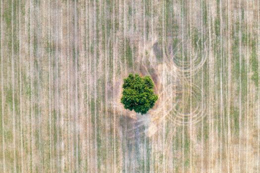 aerial view from drone of a lonely tree in the agricultural field after harvest. Top view