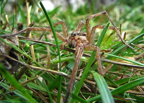 A macro of a spider between grass at garden