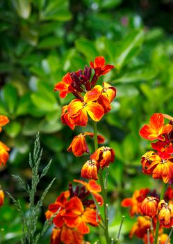 The brightly colored spring flowers of Erysimum cheiri (Cheiranthus) also known as the Wallflower. Vertical view