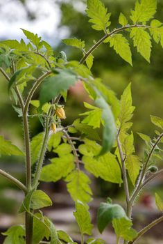 Fresh growing tomato flower and fruiting plant. Vertical view