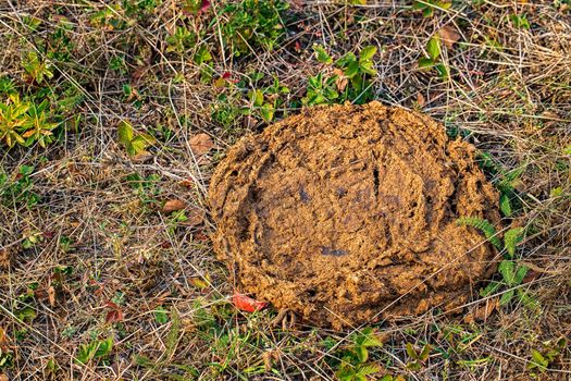 Dry cow dung in the green grass