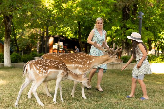 adorable toddler feeds deer on farm. Beautiful baby child petting animals in the zoo. Excited and happy girl on family weekend.