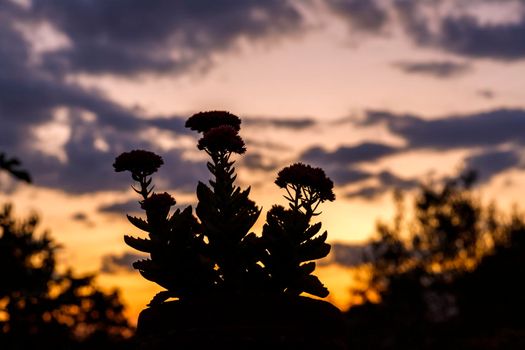 Silhouette of flower against the amazing twilight sky. Close up