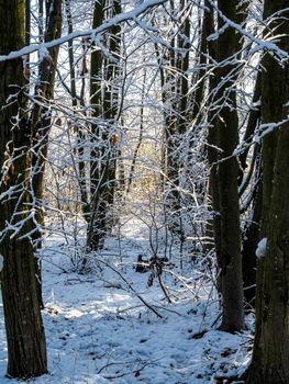 Fairy winter ice forest. Wintertime. Beautiful winter background with ice. Vertical view