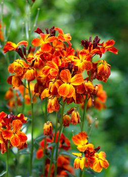 The brightly colored spring flowers of Erysimum cheiri (Cheiranthus) also known as the Wallflower. Vertical view