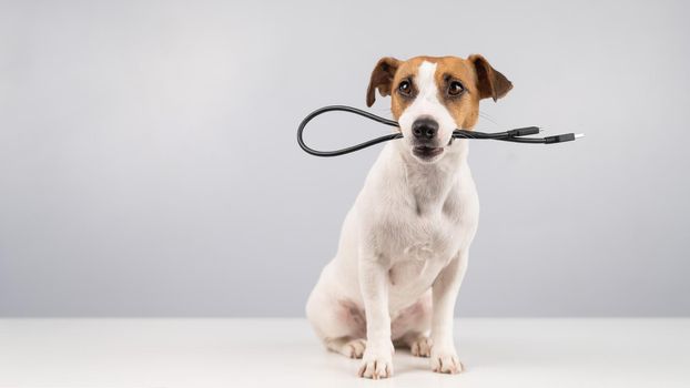 Dog jack russell terrier gnaws on a black usb wire on a white background. Copy space