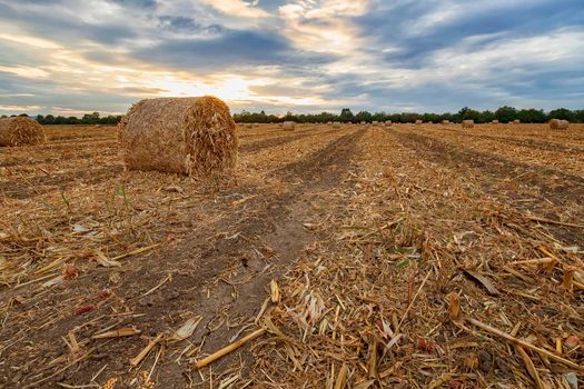 Scenic view at big bales hay on the field at sunset after harvest