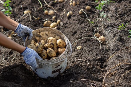 Potatoes grown in his garden. The farmer holds vegetables in his hands. Food. selective focus