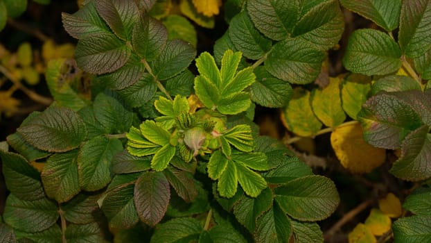 A green shoot of canker-rose briar with a closed flower bud against a background of wild rose leaves