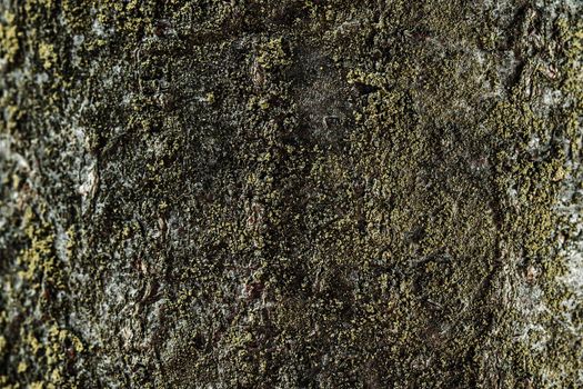 Texture of tree bark closeup. Relief texture of the brown bark of tree with green moss on it. Macro.