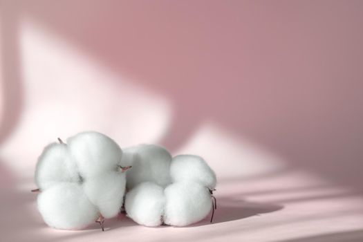 Cosmetic pink background for product presentation with cotton flower, shadows and light from windows. Mockup scene, natural organic cosmetic concept. Window shadow overlay effect.