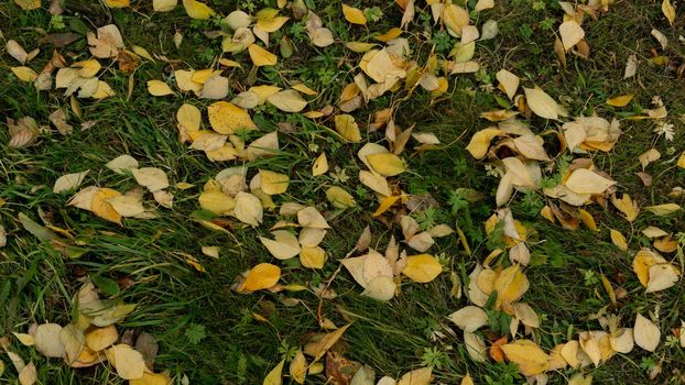 Bright yellow autumn leaves of aspen, birch against the background of green grass