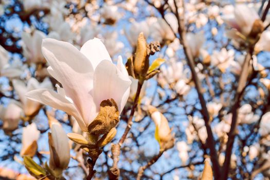 Beautiful magnolia tree blossoms in springtime. Jentle white magnolia flower against sunset light. Romantic floral background..