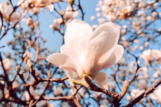 Magnolia soulangeana also called saucer magnolia flowering springtime tree with beautiful pink white flowers March.