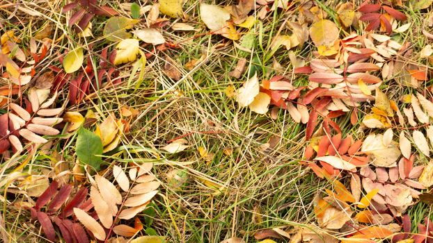 Bright autumn leaves of mountain ash, aspen, birch against the background of green grass