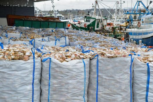 Bags with empty scallop shell for processing