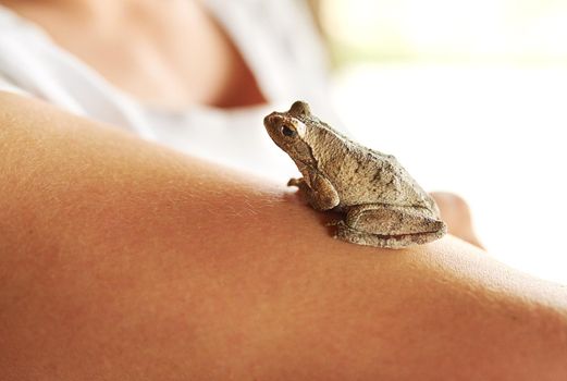 Shot of a tiny frog sitting on a womans arm.