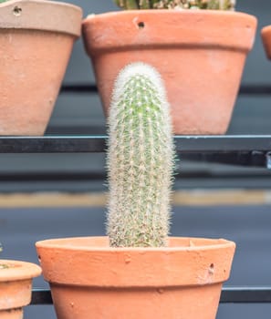 Botanic greenhouse garden, shop. Cultivation Ornamental real cactus in pot row beauty. Green grow cacti prickly flower blossom bloom. Summer floral design home decor. Collection various house plant.