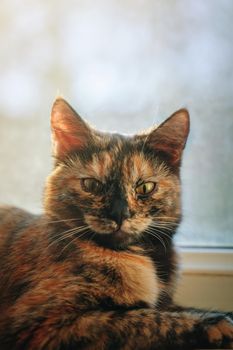 Domestic lovely kitten with beautiful eyes relaxing on window sill. Lazy colorful cat lying by window under sunlight. Sunny day outside.