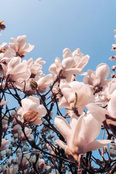 Beautiful magnolia tree blossoms in springtime. Jentle white magnolia flower against sunset light. Romantic floral background.