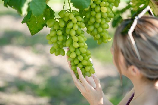 Woman harvesting grapes outdoors in vineyard.