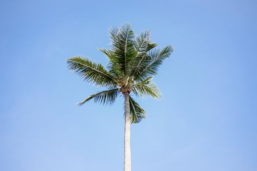 Green Coconut palm tree on blue sky background.